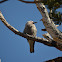 Clark's Nutcracker