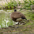 Canada goose