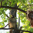 Eyes on the Glades
