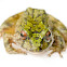 Green Robber Frog