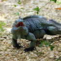Blue Iguana
