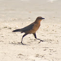 Rusty Blackbird (Female)