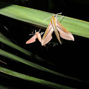 Moth