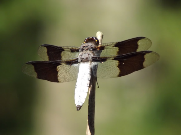 Spotting Image 1