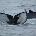 Humpback whale