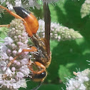 Great Golden Digger Wasp
