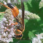 Great Golden Digger Wasp