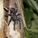 Tarantula