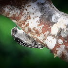 Brown-capped Pygmy Woodpecker