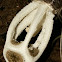 Ligiella fungi