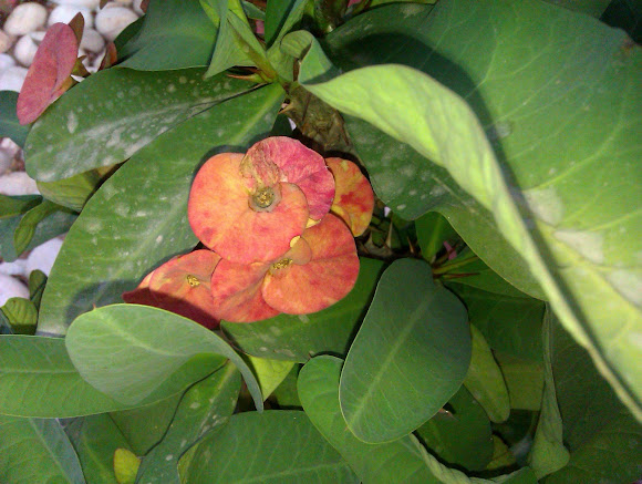 Spotting Image 1