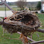 Ruby-throated hummingbird nest