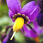 Deadly nightshade