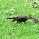 Shiny Cowbird