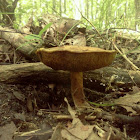 King bolete?
