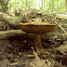 King bolete?