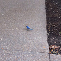 Blue jay