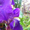 European Iris