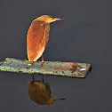 Indian pond-heron