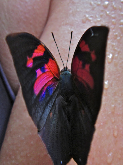 Spotting Image 1