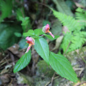 Wild flower