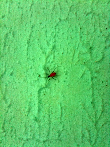 Spotting Image 1