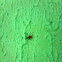 Scarlet lily beetle