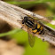 Helophilus pendulus