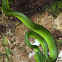 Siamese Peninsular Pit Viper