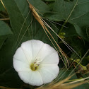 Convolvolo bianco
