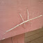 Walking Stick