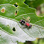 velvet ant, wingless wasp