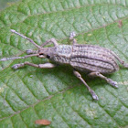 Broad-nosed Weevil  Family Curculionidae: Subfamily Entiminae