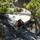 Yellow-bellied Marmot