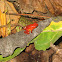 Strawberry Dart Frog (Rana sin bluejeans)