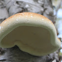 Birch Bracket Fungi