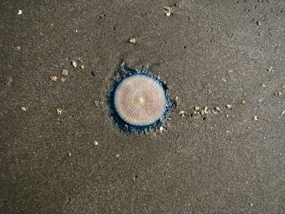 Spotting Image 1