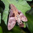 Hummingbird Hawkmoth