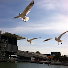 Black-headed Gull