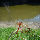 Saffron-winged Meadowhawk