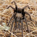 Tarantula