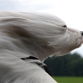 Bailey On Vacation !! by Jeannette Thalmann-Bendeth - Animals - Dogs Portraits ( bailey, rare breed, dog, coton de tulear )