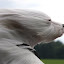 Bailey On Vacation !! by Jeannette Thalmann-Bendeth - Animals - Dogs Portraits ( bailey, rare breed, dog, coton de tulear )