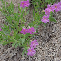 Lewis' Monkeyflower