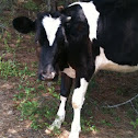 Holstein Cow