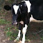 Holstein Cow