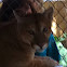 Florida Panther