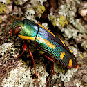 Red-Legged Buprestis