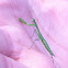 Praying Mantis