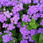 Ageratum